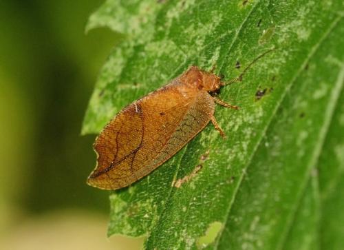 Drepanepteryx phalaenoides